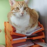 Foto del gato perdido en Sonzay