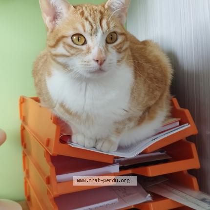 Foto 1/1 Lilas Chat perdido en Sonzay