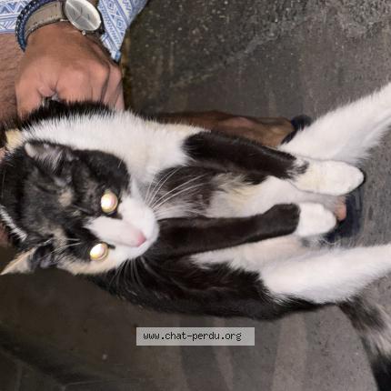 Foto 1/1 Gato encontrado Encontrado en Marseille