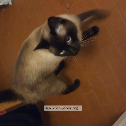 Foto 1/1 CARAMEL Chat perdido en Neuchatel