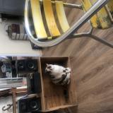 Foto del gato perdido en Vendaye Montalivet