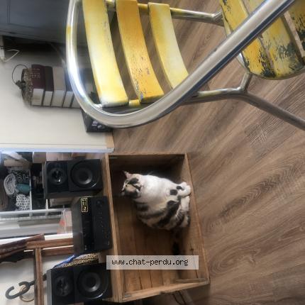 Foto 1/1 Misstinguet Chat perdido en Vendaye montalivet