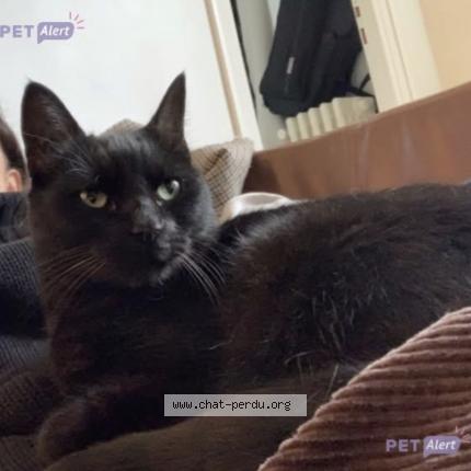 Foto 1/1 Ola Chat perdido en Migennes