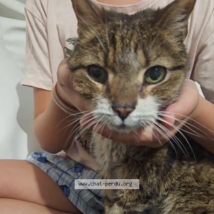 Foto 1/1 Loustick Chat perdido en Beziers