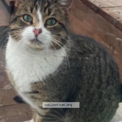 Foto 1/1 Lala Chat perdido en St bruno de montarville