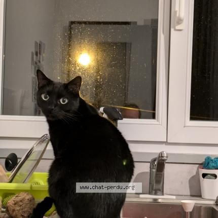 Foto 1/1 Kito Chat perdido en Rennes