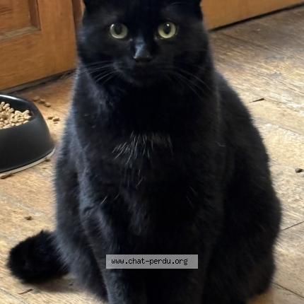 Foto 1/1 Snowy Chat perdido en Dompierre sur besbre