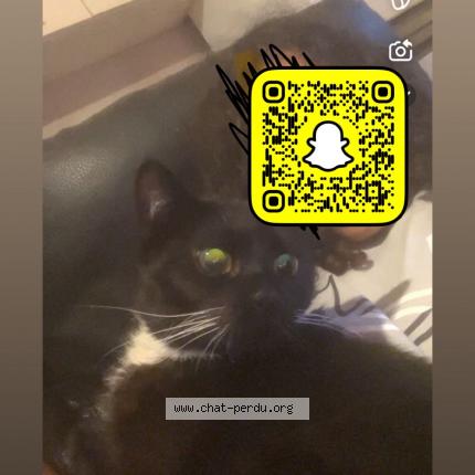 Foto 1/1 Nala Chat perdido en Molenbeek saint jean