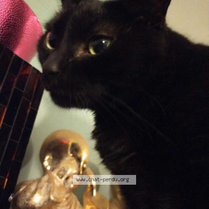 Foto 1/1 Nala Chat perdido en Lattes