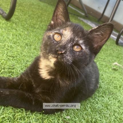 Foto 1/1 Meethi Chat perdido en Reze