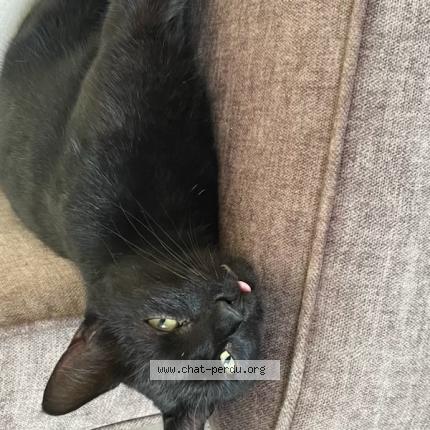 Foto 1/1 Sega Chat perdido en Saint germain le gaillard