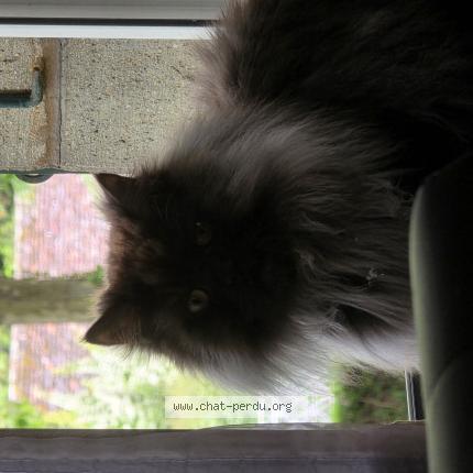 Foto 1/1 Ako Chat perdido en Lausanne