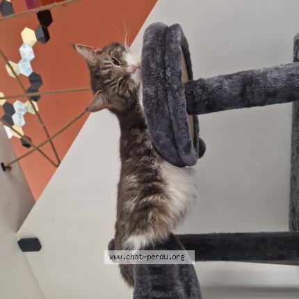 Foto 1/1 Loulou Chat perdido en Crespin