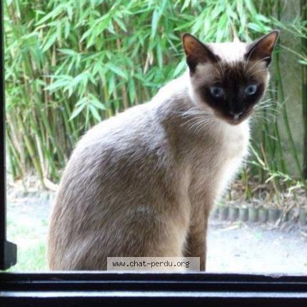 Foto 1/1 Francoise Poette Chat perdido en Pessac