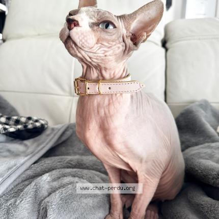 Foto 1/1 Vanille Chat perdido en Paris