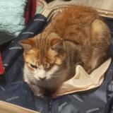 Foto del gato perdido en Roquebrune Cap Martin