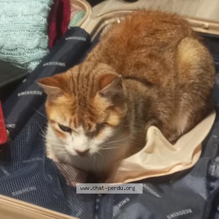 Foto 1/1 Mimu Chat perdido en Roquebrune cap martin