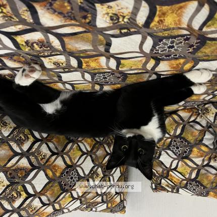 Foto 1/1 Marcel Chat perdido en Lille