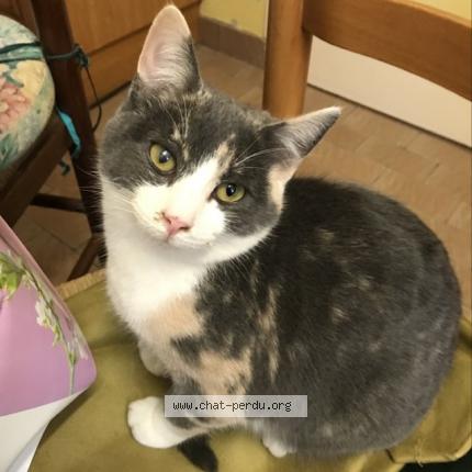 Foto 1/1 LISA Chat perdido en L aumone belforet en perche