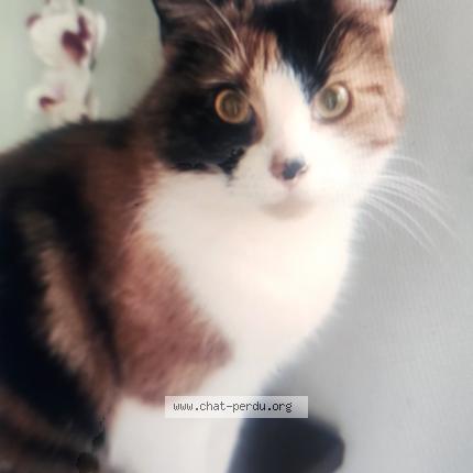 Foto 1/2 Séverine Seil Chat perdido en Gagny