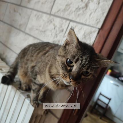 Foto 1/1 Grisette Chat perdido en Suris