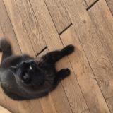 Foto del gato perdido en St Jorioz