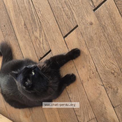 Foto 1/1 Chloroquine Chat perdido en St jorioz