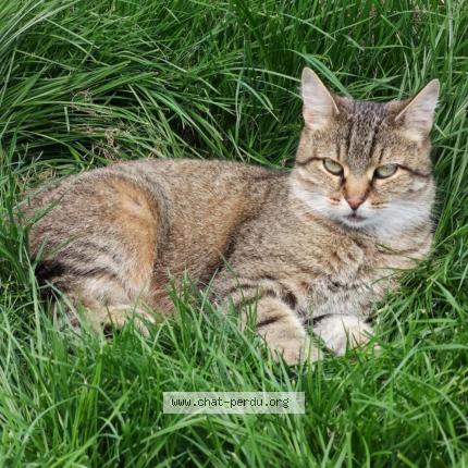 Foto 1/1 Mia Chat perdido en Wasseiges