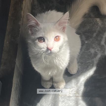 Foto 1/1 Masha Chat perdido en Lahore
