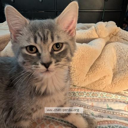 Foto 1/1 Vivian Chat perdido en Granby