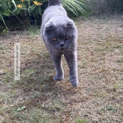 Foto 1/1 Siberie Chat perdido en Court saint etienne