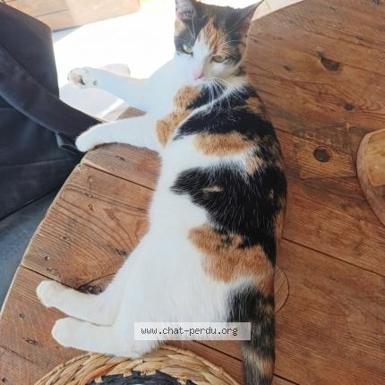 Foto 1/1 Mimi Chat perdido en Castelnau de medoc