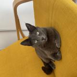 Foto del gato perdido en Draguignan