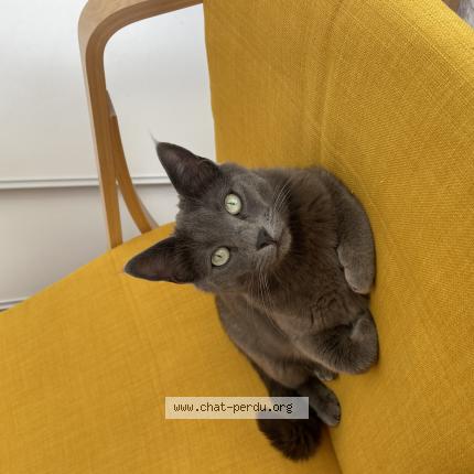 Foto 1/1 Tekila Chat perdido en Draguignan