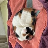 Foto del gato perdido en Guebwiller