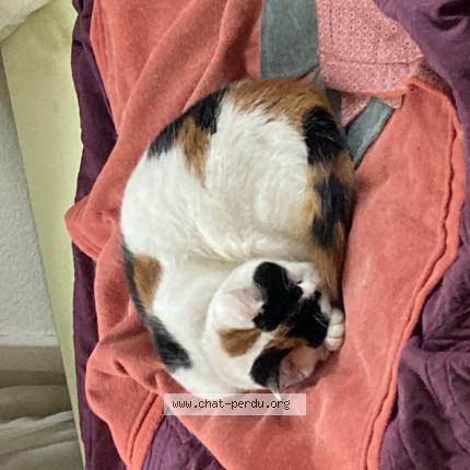 Foto 1/1 Lune Chat perdido en Guebwiller