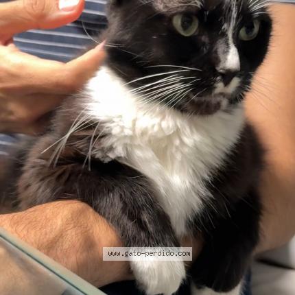 Foto 1/1 Bis Chat perdido en Callao