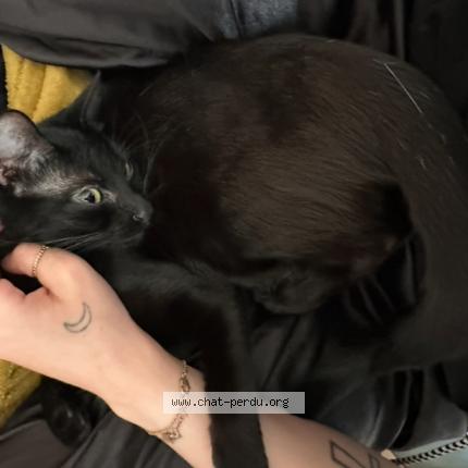 Foto 1/1 Yuki Chat perdido en Marmande