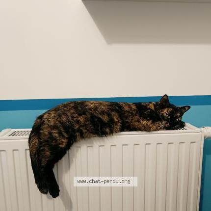 Foto 1/2 Roxy Chat perdido en Saint martin du var