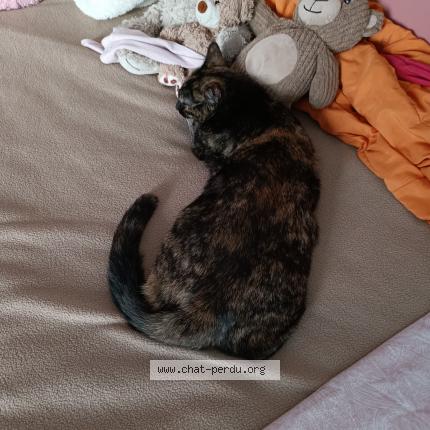 Foto 2/2 Roxy Chat perdido en Saint martin du var