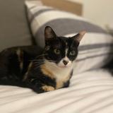 Foto del gato perdido en Besancon