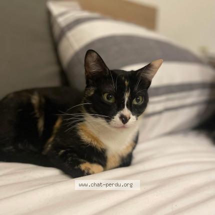 Foto 1/1 Arya Chat perdido en Besancon