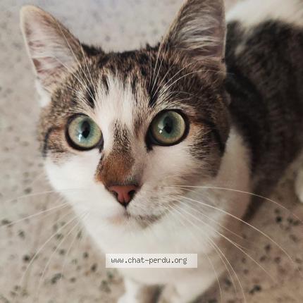 Foto 1/1 Mia Chat perdido en Ans