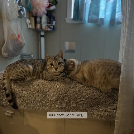 Foto 1/2 Felipe Chat perdido en Ahuntsic