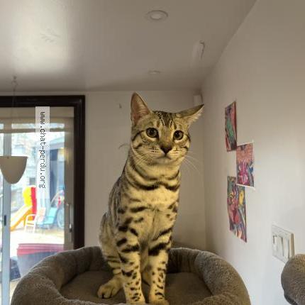 Foto 2/2 Felipe Chat perdido en Ahuntsic