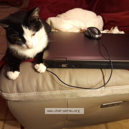 Foto 1/1 CALINE Chat perdido en Curchy