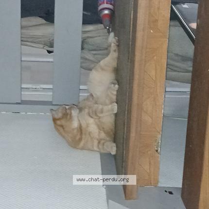 Foto 1/1 Nougat Chat perdido en Peronne