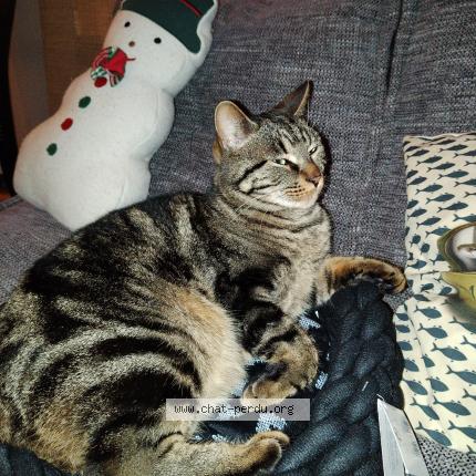 Foto 1/1 Simba Chat perdido en Perigny