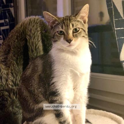 Foto 1/1 MOKA Chat perdido en Meylan