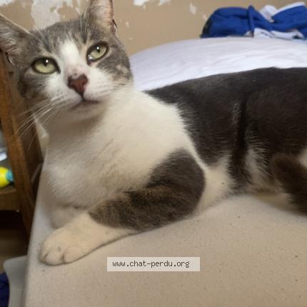 Foto 1/1 ulhyssa Chat perdido en Evreux